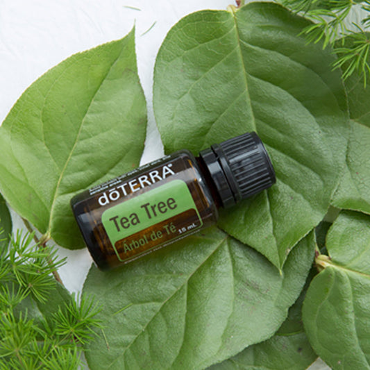 Aceite Esencial de Árbol del Té